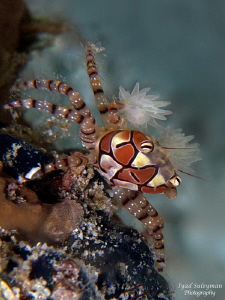boxer crab by Iyad Suleyman 